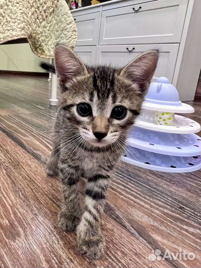 Малышка Ева (1,5 месяца) ищет дом