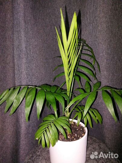 Хамедорея (Пальма Бамбуковая)