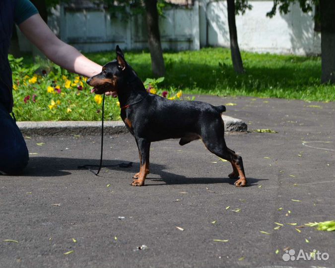 Цвергпинчер вязка