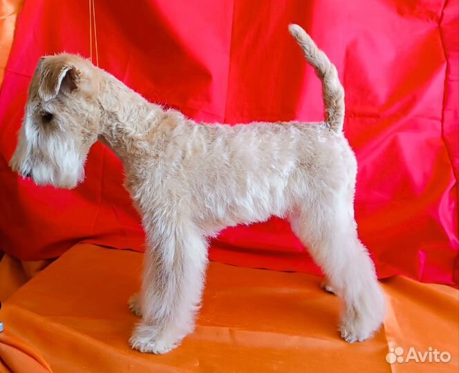 Лейкленд терьер(мини эрдельтерьер )