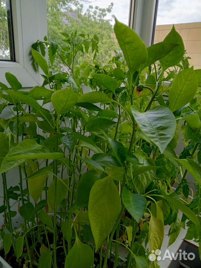 Рассада перца и помидор