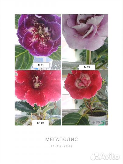 Глоксиния сортовая