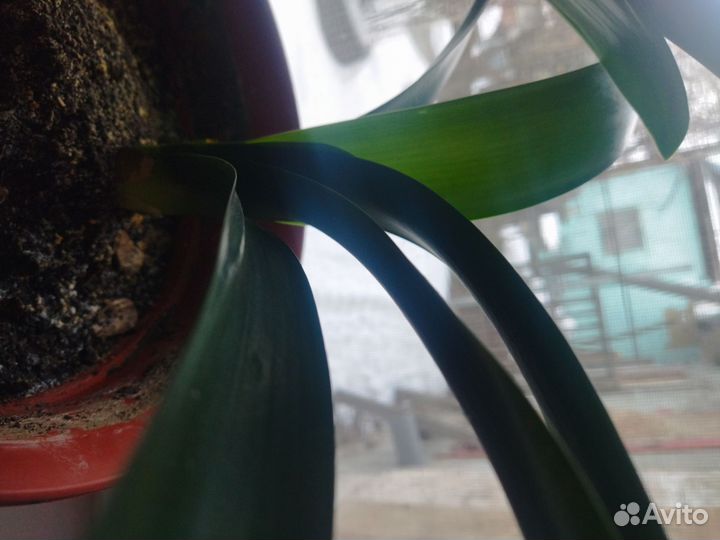 Комнатные растения и цветы