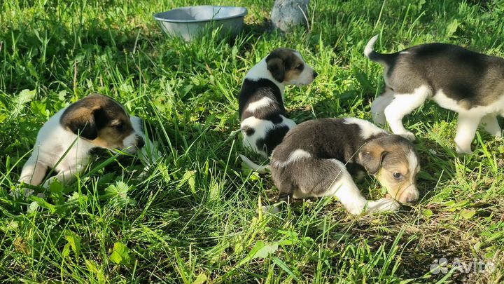 Щенки Русской пегой гончей