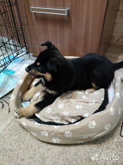 Отдам в добрые руки