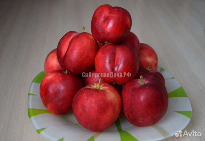 Зимостойкие сибирские саженцы