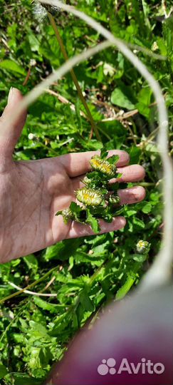 Ландыши ромашки