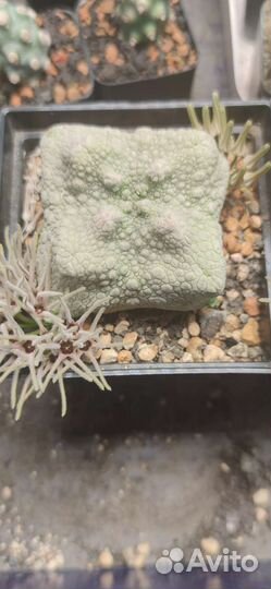 Псевдолитос кубиформис, семена