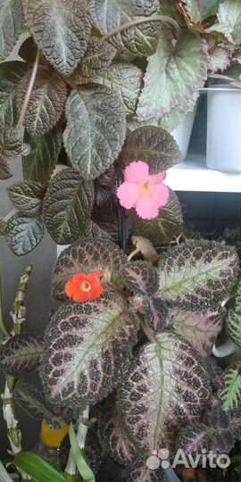 Эписции сортовые