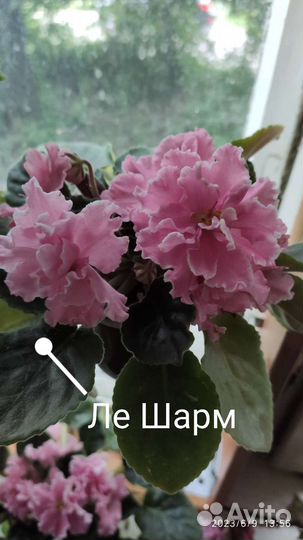 Сортовые фиалки