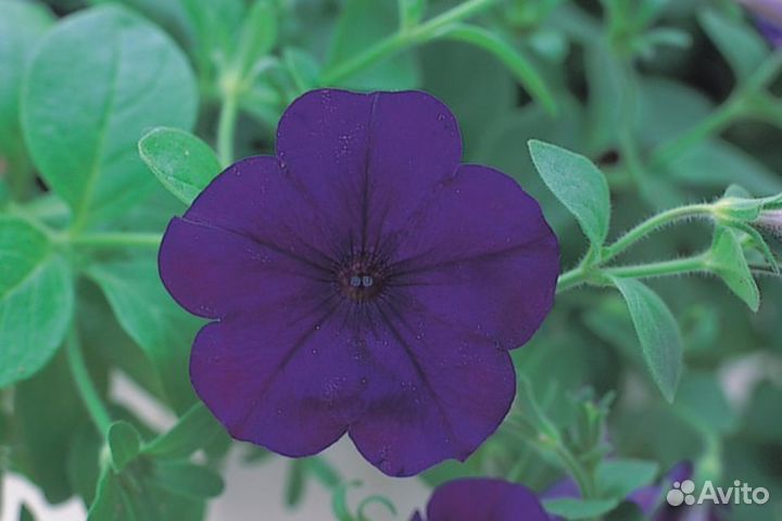 Профессиональные семена Петуния ампельная Опера Ta