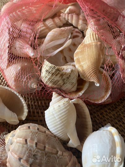 Морские ракушки, раковины