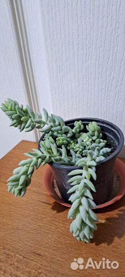 Очиток моргана