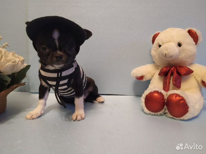 Миниатюрный мальчик чихуахуа