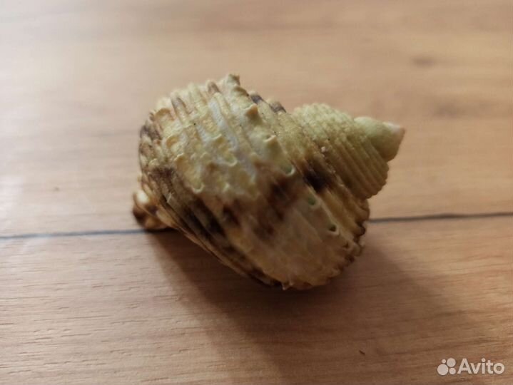 Морская раковина