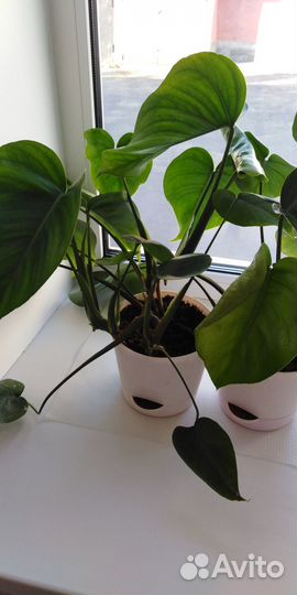 Монстера молодое растение 2 корня в горшке