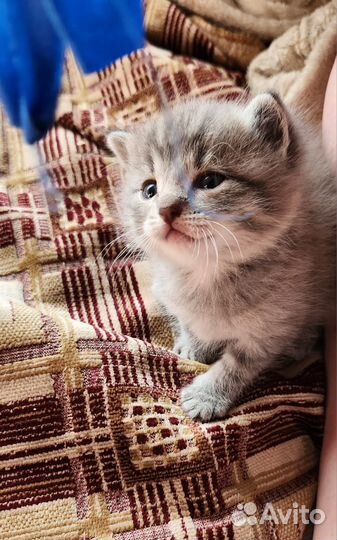 Прелестные котятки