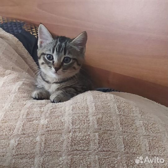 Кошка