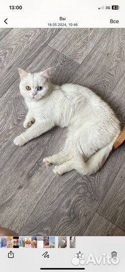 Домашние животные котята