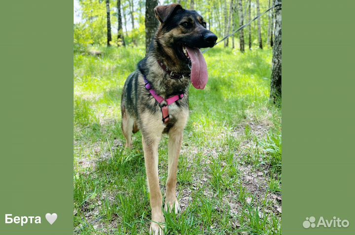 Берта ждет семью в приюте