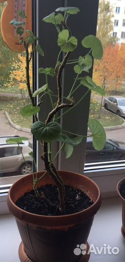 Комнатные растения