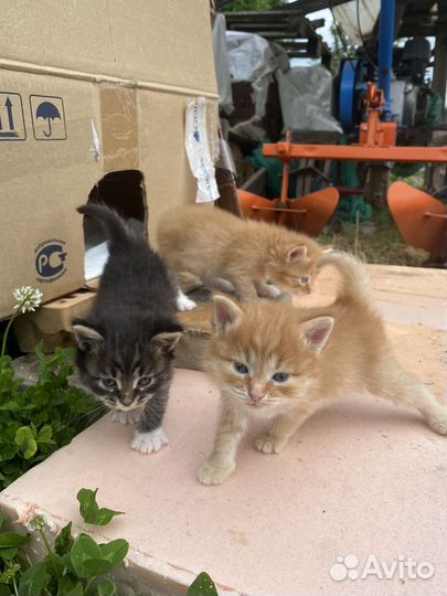 Котята в добрые руки