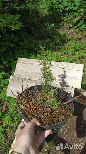 Можжевельник карельский сосна ёлка