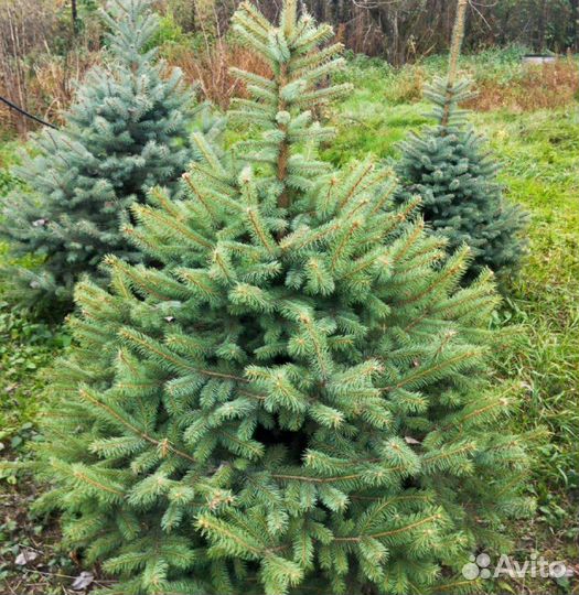 Голубая Глаука ель j-8565