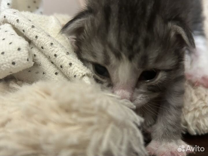 Очаровательный котенок