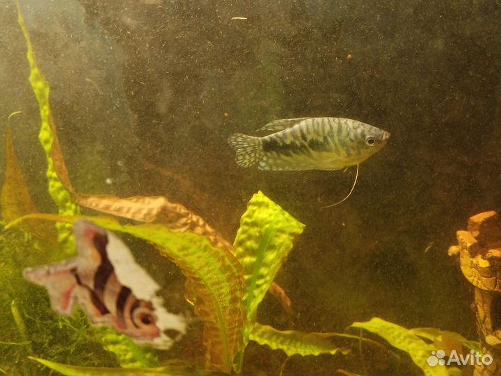 Аквариумные рыбки