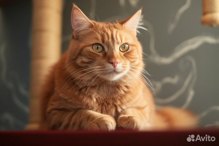 Взрослые воспитанные рыжие коты и кошки бесплатно