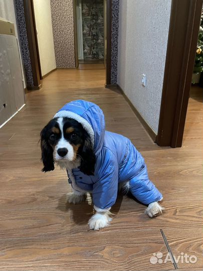 Комбинезон для средней собаки