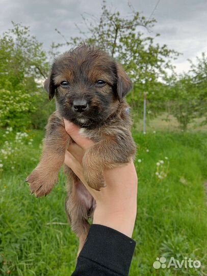 Щенки от маленькой собачки в добрые руки