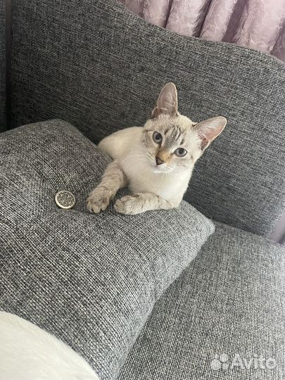 Кошечка в добрые руки