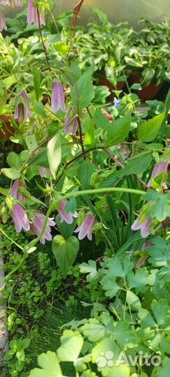 Многолетники