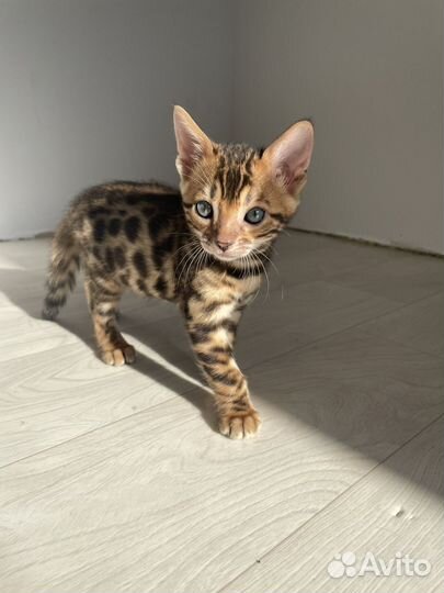 Бенгальская