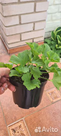 Герань пеларгония королевская