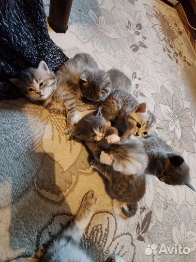 Отдам котят бесплатно