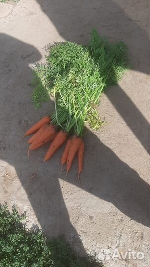 Морковь оптом