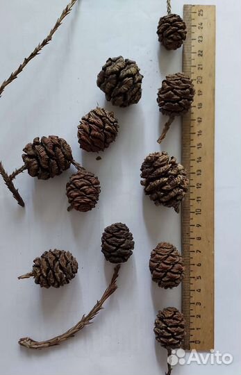 Шишки секвойи, шишки лиственницы