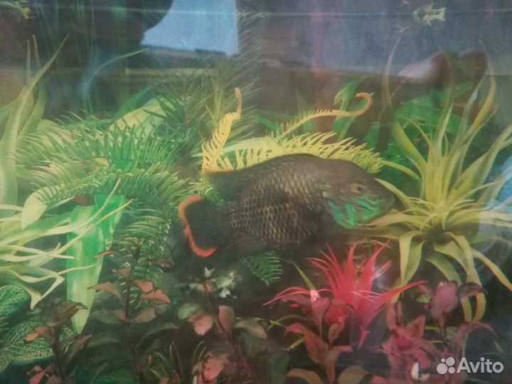 Аквариумные рыбки