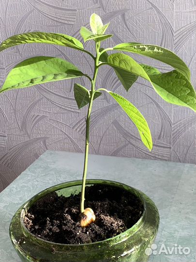 Авокадо дерево