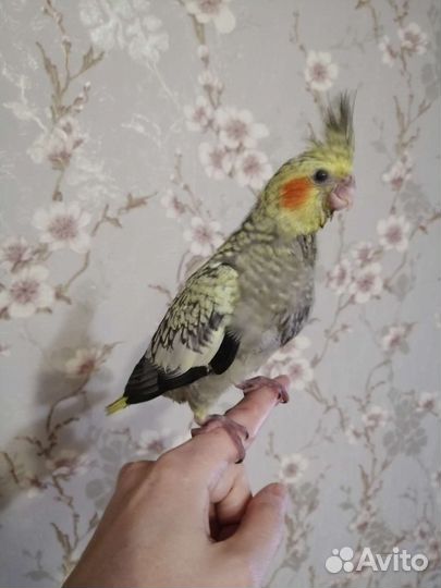 Попугай корелла птенец