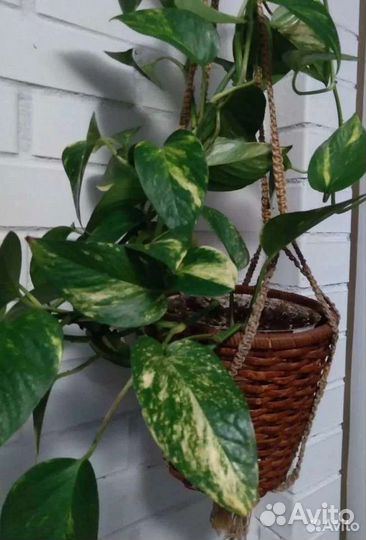 Сциндапсус Пиктус Экзотика и Золотистый