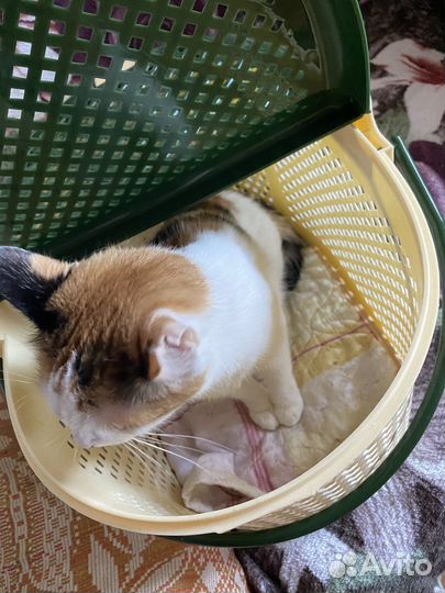 Кошка в дар бесплатно