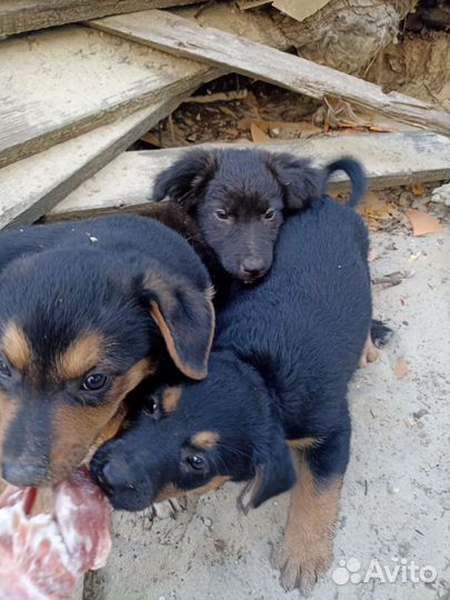 Щенки