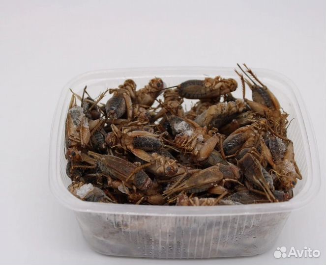 Сверчки заморозка