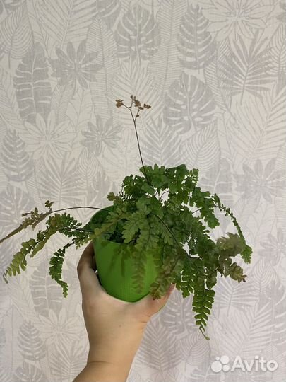 Папоротник