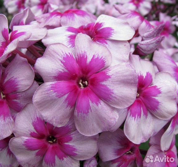 Флоксы Старый Маяк