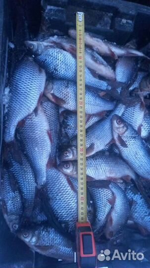 Плотва, рыбец оптом